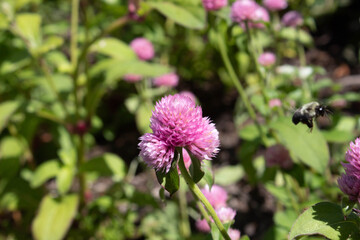 Fototapeta premium bee flying on a pink flower