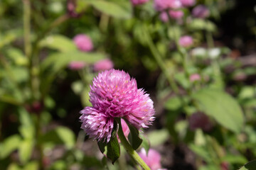 pink passions 