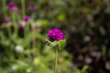 Fototapeta premium purple world in the meadow