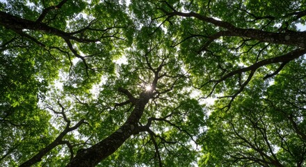 Sunburst Through Canopy: Lush Green Tree Branches Reaching Skyward