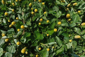 Jambú, a planta nativa da Amazônia que faz tremer os lábios