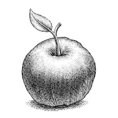 Explore the beauty of a detailed engraved apple illustration showcasing natural elegance and artistic craftsmanship