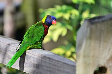Lorikeet perched on a fence rail