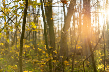 Autumn forest with sunlight shining through tree trunks and yellow leaves. Natural outdoor landscape photography with warm light and soft background blur. Nature and environment concept