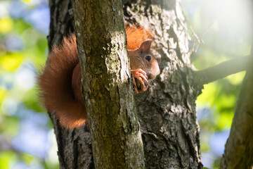 Rotes Eichhörnchen mit Nuss