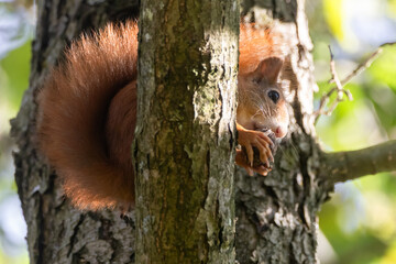 Obraz premium Rotes Eichhörnchen mit Nuss