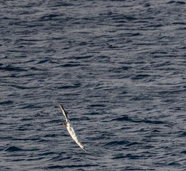 A winter sunset on the Cantabrian coast of Galicia, watching gannets and clouds...!