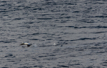 Fototapeta premium A winter sunset on the Cantabrian coast of Galicia, watching gannets and clouds...!