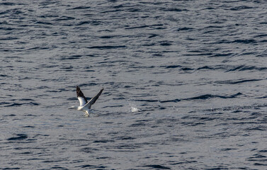 A winter sunset on the Cantabrian coast of Galicia, watching gannets and clouds...!