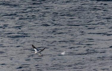 A winter sunset on the Cantabrian coast of Galicia, watching gannets and clouds...!