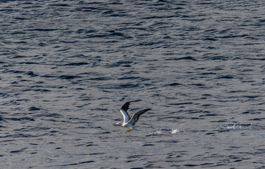A winter sunset on the Cantabrian coast of Galicia, watching gannets and clouds...!