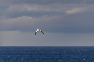 A winter sunset on the Cantabrian coast of Galicia, watching gannets and clouds...!