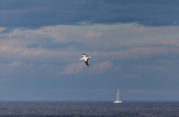 A winter sunset on the Cantabrian coast of Galicia, watching gannets and clouds...!