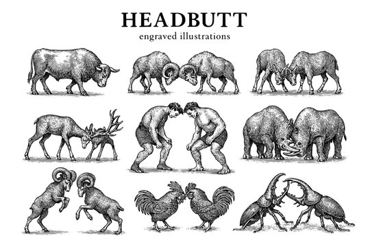 Intricate engraved illustrations capturing the dynamic encounters of headbutting animals and figures in a stunning vector bundle