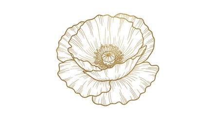 Elegant gold line art poppy flower hand-drawn on a black background, showcasing a luxurious botanical illustration with intricate details, perfect for sophisticated decoration and design projects.