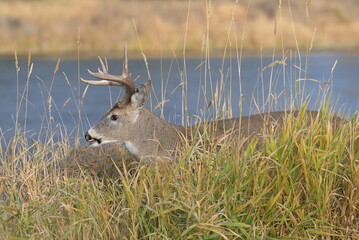 White-tailed deer running in the field by river early in the morning, nature, wildlife, Canada, Alberta, outdoors, fall