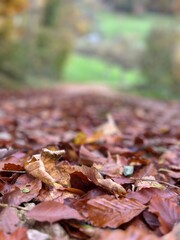 autumn leaves in the forest