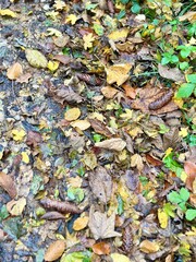 autumn leaves on the ground