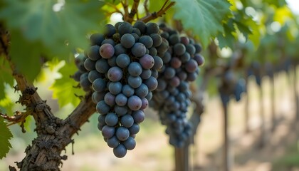 bunch of grapes on vine