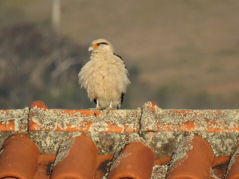 Young falcon on a sunny morning