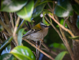 On a winter morning, the sparrows fight over the hidden food!