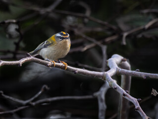 On a winter morning, the sparrows fight over the hidden food!