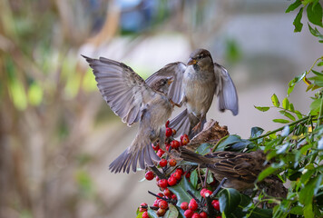 On a winter morning, the sparrows fight over the hidden food!
