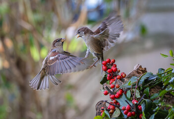 On a winter morning, the sparrows fight over the hidden food!