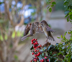 On a winter morning, the sparrows fight over the hidden food!