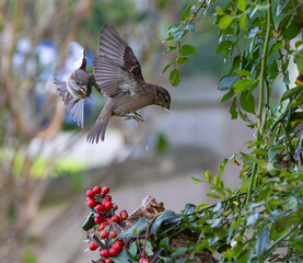 On a winter morning, the sparrows fight over the hidden food!