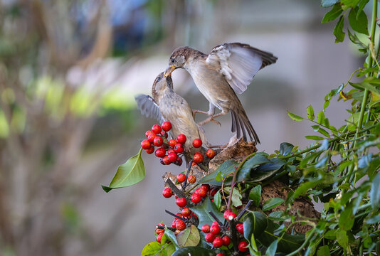 On a winter morning, the sparrows fight over the hidden food!