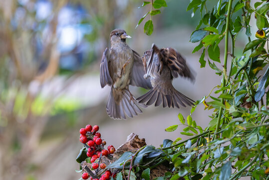 On a winter morning, the sparrows fight over the hidden food!