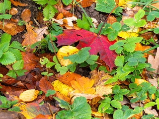 Autumn Leaves and Green Foliage on Forest Floor