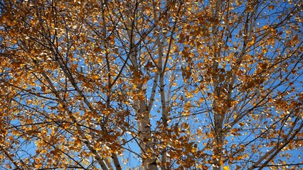 View to tree top of birch with brown leaves at sunny autumn day. Branches with lush foliage gently swaying in wind at parkland. Beautiful colorful fall season. Slow motion