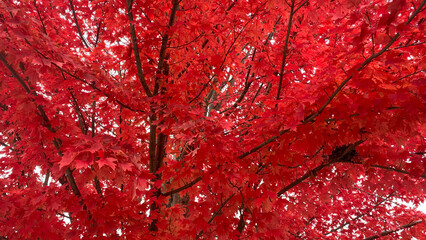 Fototapeta premium Red Leaves and Tree Branches with Bird Nest in the Fall