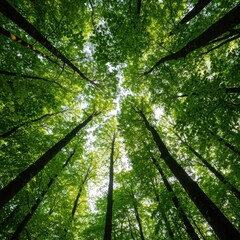 Lush green forest canopy filters soft sunlight, creating a perfect atmosphere for inhaling pure oxygen and clean, natural air deeply, background, air, protection
