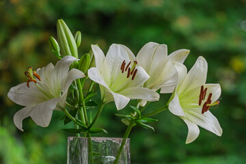 Weiße Lilien(Lilium) in einer Blumenvase © AnnaReinert