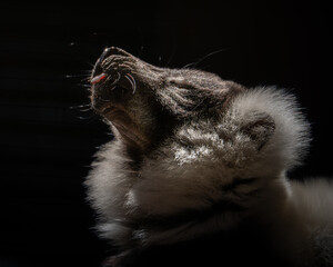 A close-up artistic wildlife image of a lemur eating a red bell pepper, captured in dramatic low-key lighting