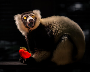 A close-up artistic wildlife image of a lemur eating a red bell pepper, captured in dramatic low-key lighting