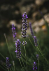 Obraz premium Close-up of lush, purple lavender stalks blooming high in the rocky alpine environment during the peak summer season ,bloom ,natural ,blossom