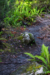 Fishbone waterfern (lomaria nuda) sprouting on disturbed edges of trail through forest, Cradle Mountain - Lake St Clair National Park, Tasmania, Australia