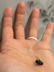 Holding a Common Fly: A macro closeup of a small housefly resting on the open palm of a person's hand.