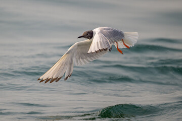 Bonaparte's Gull flying low over ocean water