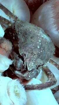 A Hyas Araneus spider crab nestles among the tentacles of a Metridium senile sea anemone. Captured in the cold, clear waters of the Arctic, a symbiotic relationship thrives.