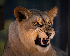 Lioness portrait series showing various facial expressions, from calm moments to big yawns and...