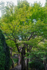 京都大原寂光院の参道風景