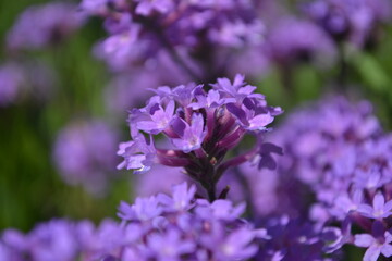 Vibrant Purple Verbena Flowers in a Sunny Garden.