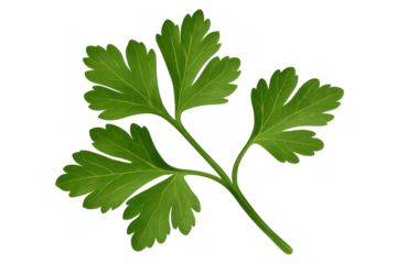 Parsley leaves providing fresh garnish and flavor for various culinary dishes, cooking ingredients, and healthy eating options