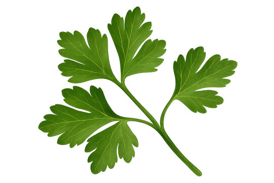 Parsley leaves providing fresh garnish and flavor for various culinary dishes, cooking ingredients, and healthy eating options