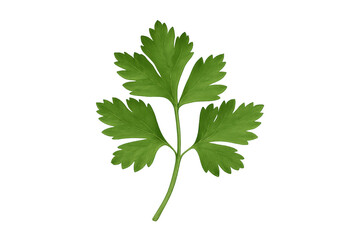 Fototapeta premium Parsley fresh herb green leaf with transparent background for culinary and healthy cooking concepts